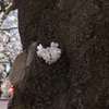 ここにも