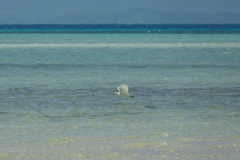 竹富島風景～続コサギの居る海辺