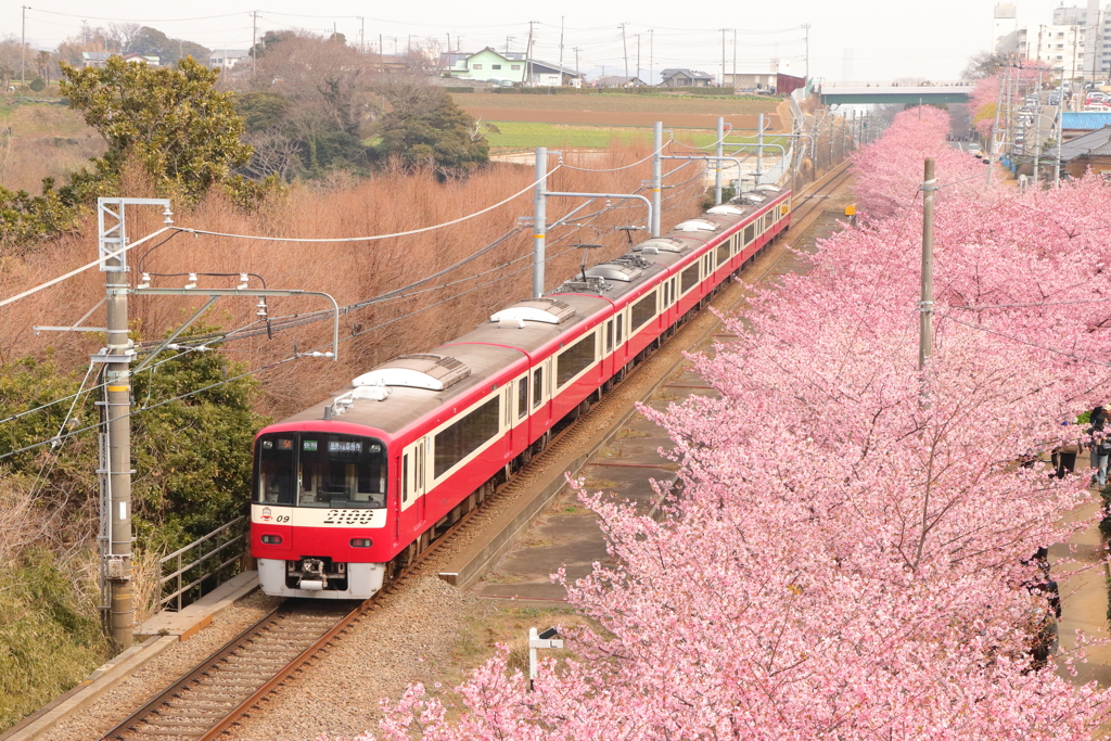三浦海岸 桜祭り