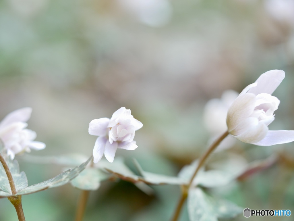 ユキワリイチゲ(雪割一華)