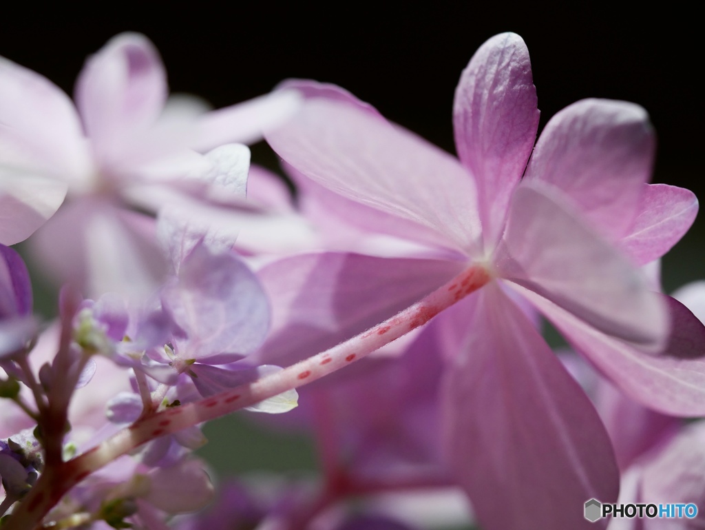 紫陽花(ダンスパーティー)