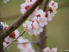 梅の香り