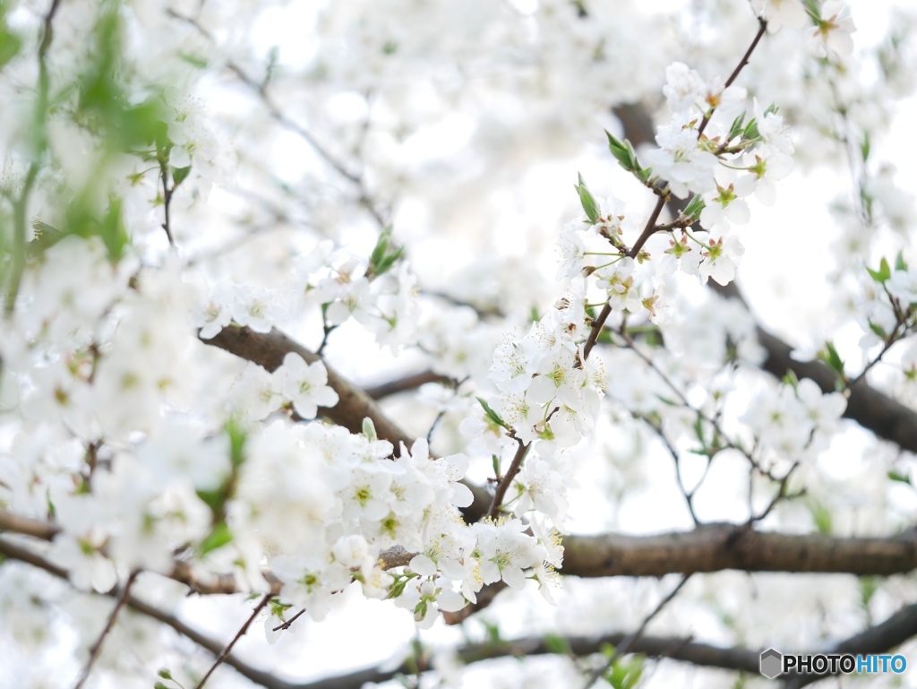 花盛り