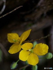 黄色い野草