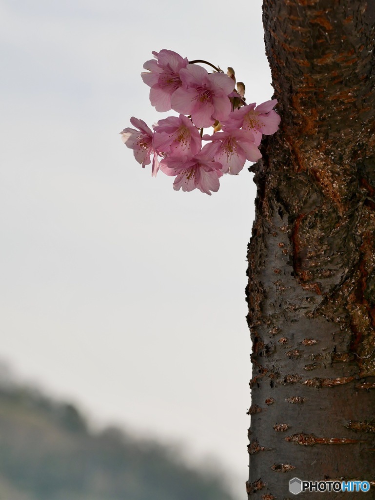 河津桜