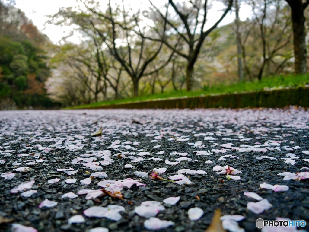 桜も終わりですね