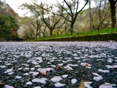 桜も終わりですね