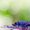 紫陽花
