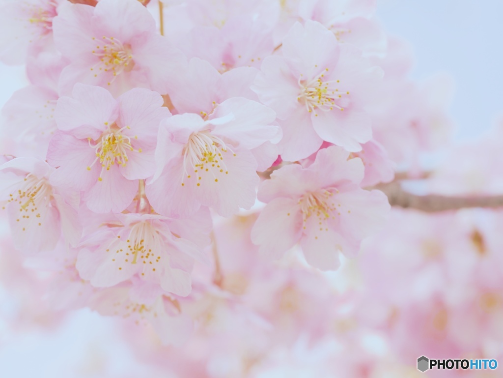 河津桜