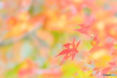 784F5829-62B2-467E-B35E-CE8CA89AD10E