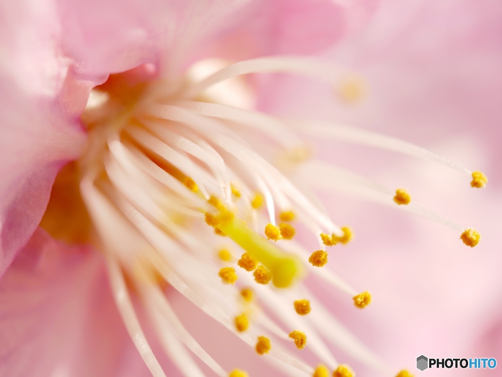 河津桜