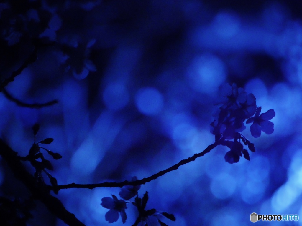 夜桜