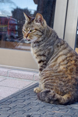 目つきが鋭い猫