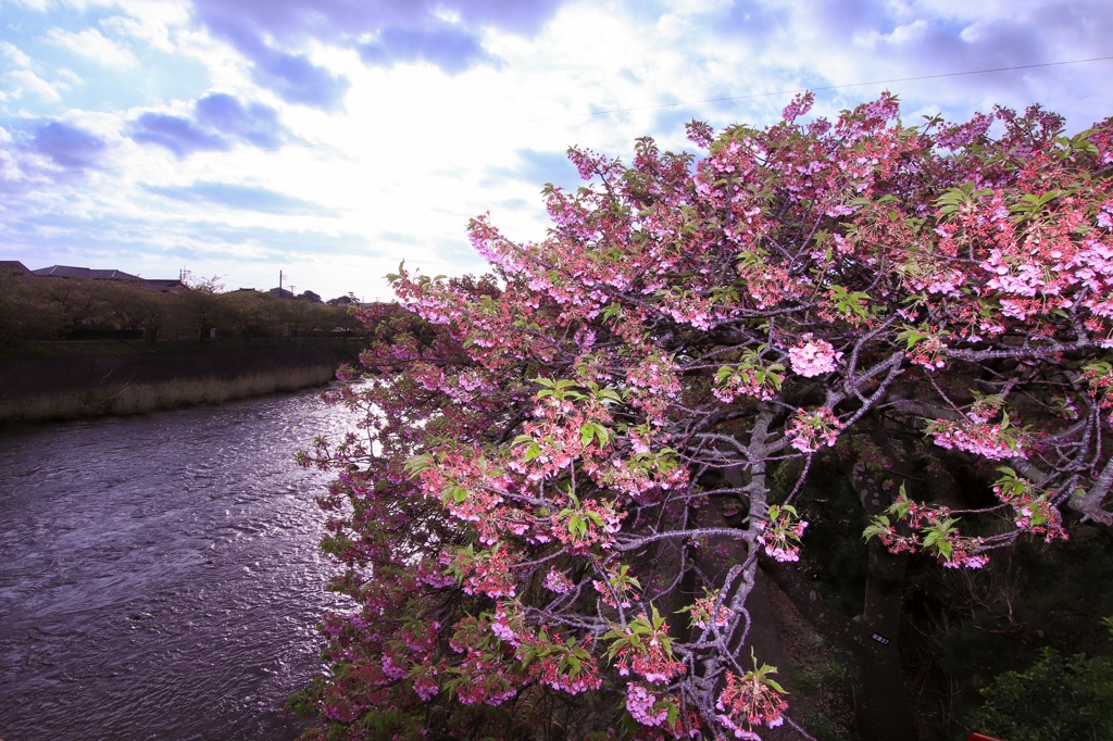 河津桜
