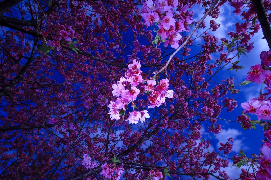 河津桜