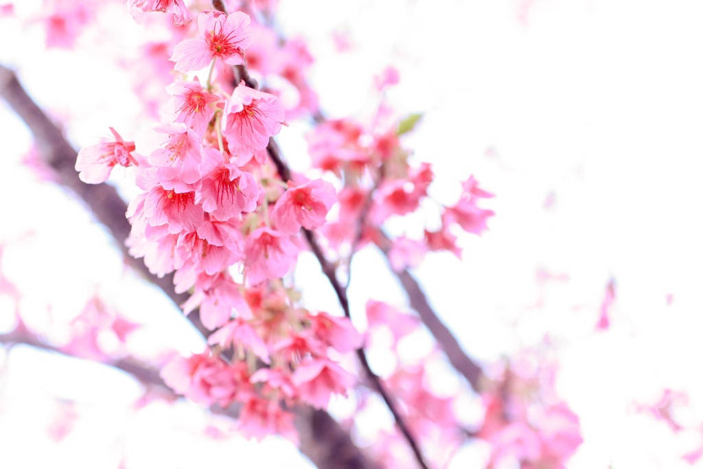 河津桜