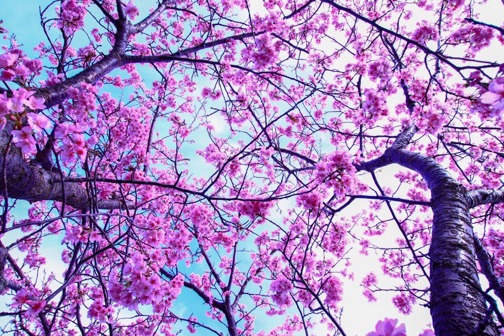 河津桜