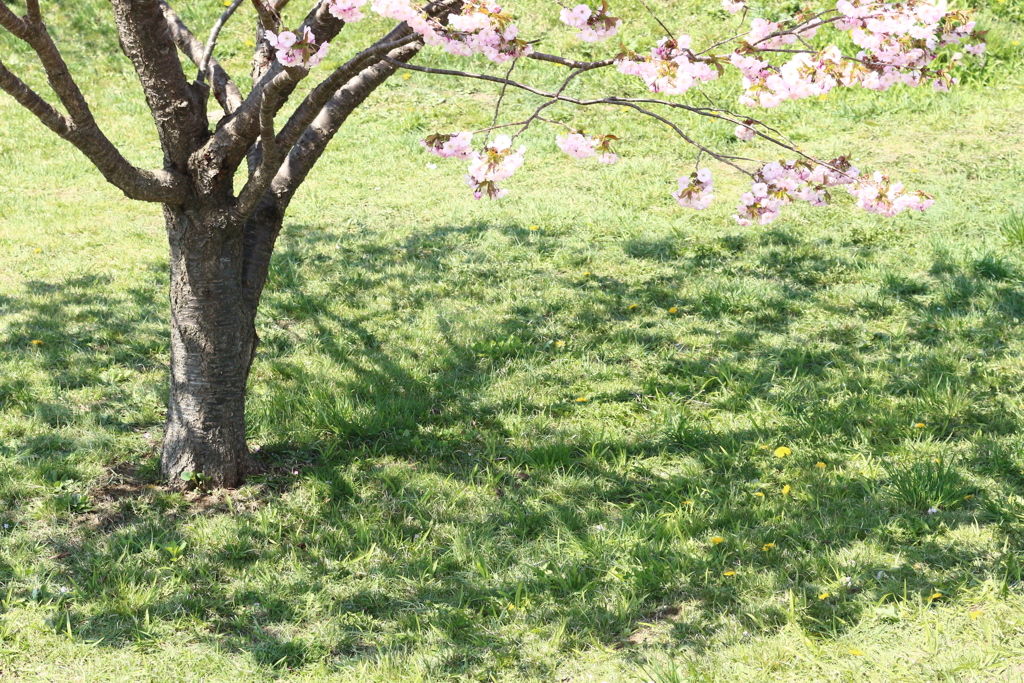 桜色 緑色