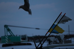 カモメが飛ばされる～～