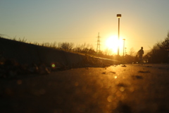ネコ目線の夕陽