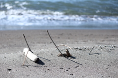 暑かったので  海