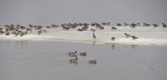氷上の鳥