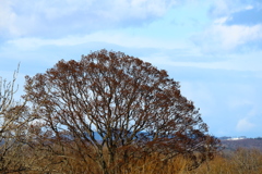 桜満開