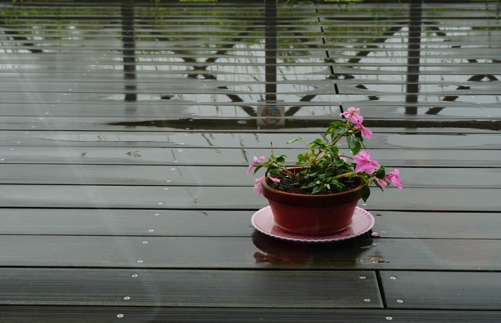 雨の中で