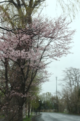 雨に唄えば　♪
