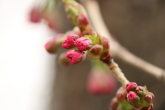 桜咲く