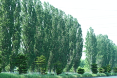 この木なんの木　　ポプラ