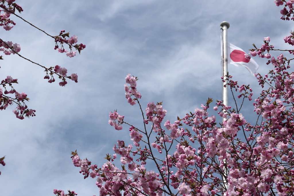 令和元年5月1日の桜