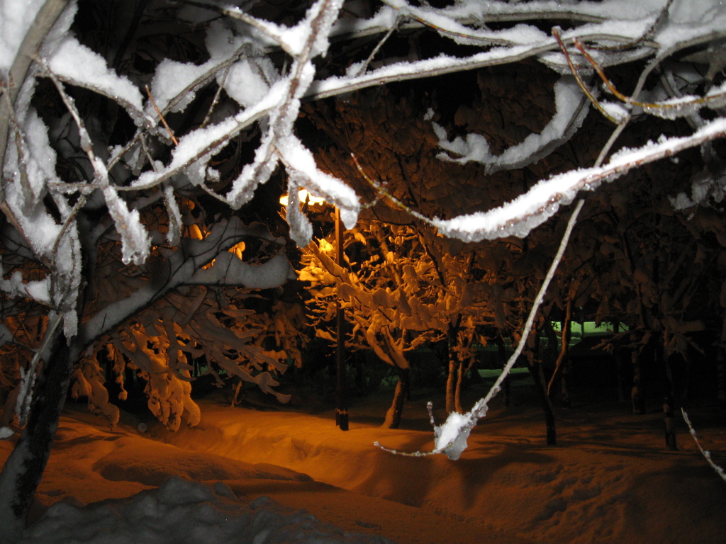 つもる雪