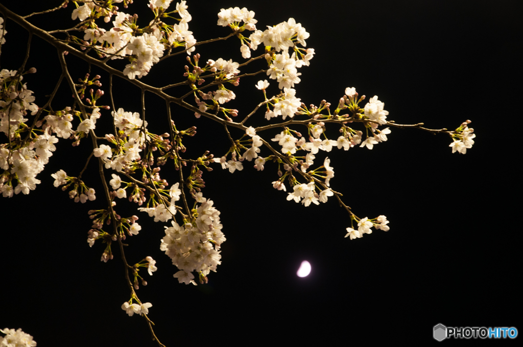 夜桜半月