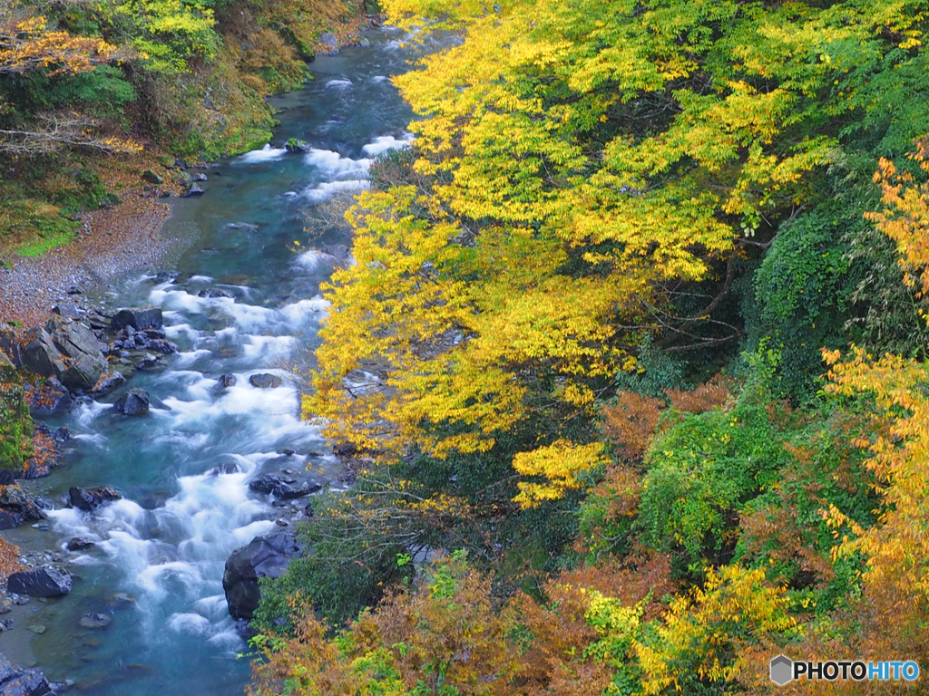 黄葉急流