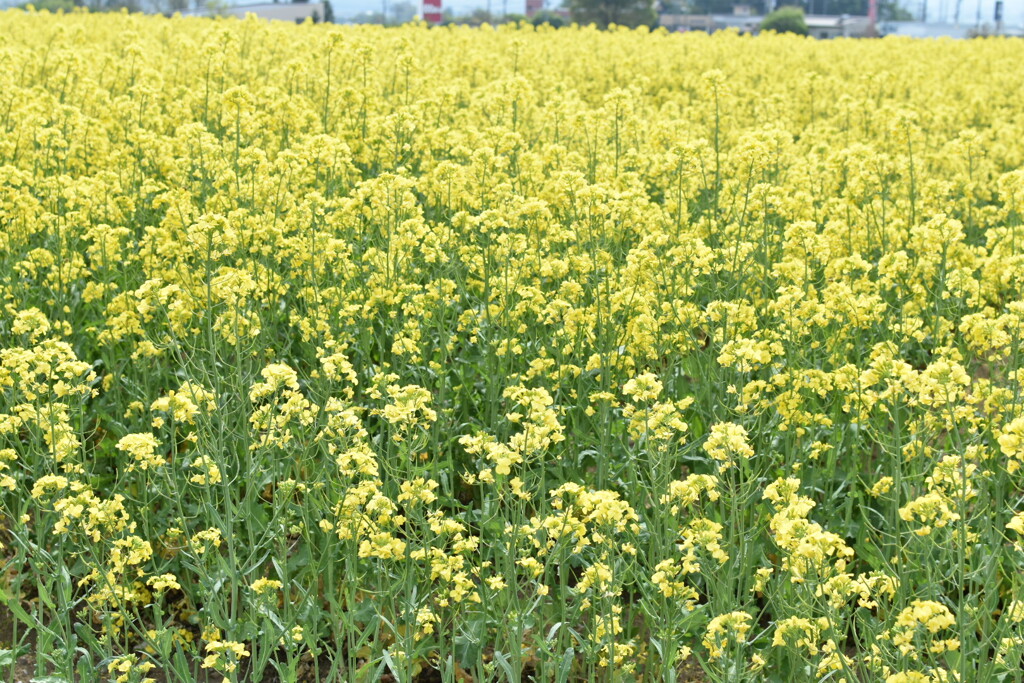 一面の菜の花