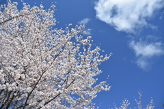 青空と桜