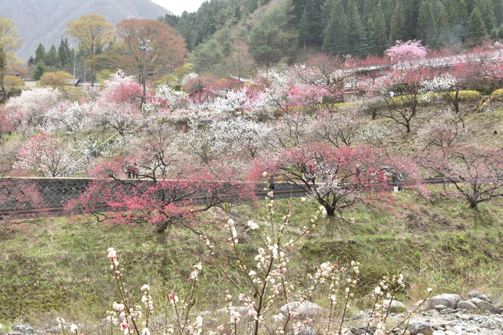 花桃めぐり3
