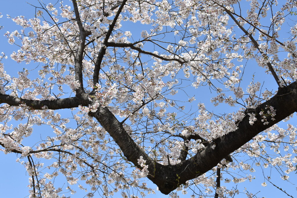桜