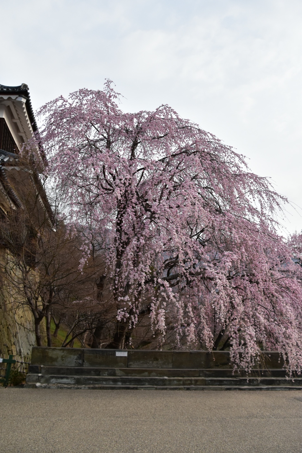 しだれ桜
