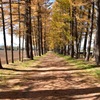 どこまでも続く紅葉