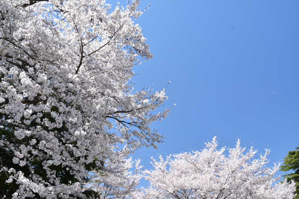 青空と桜