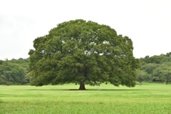 大きな木