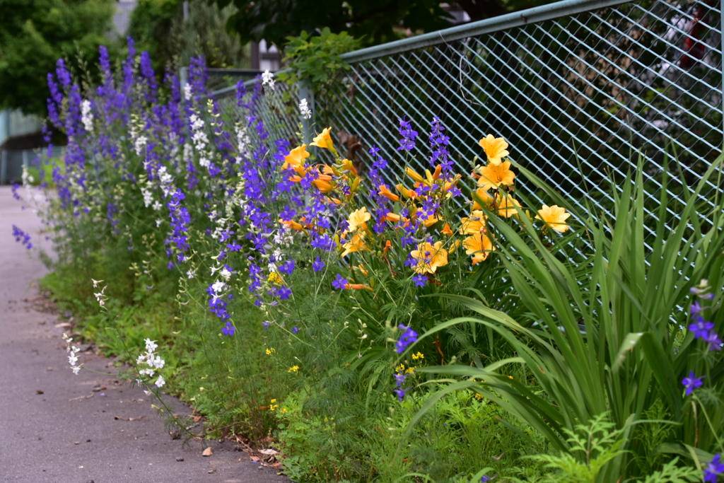 近所の花