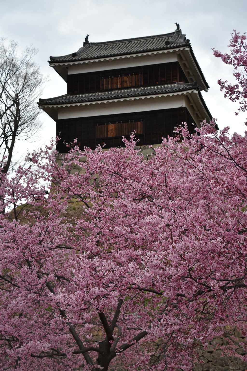 桜とお城