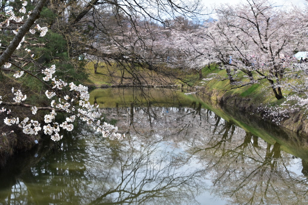 お堀の桜