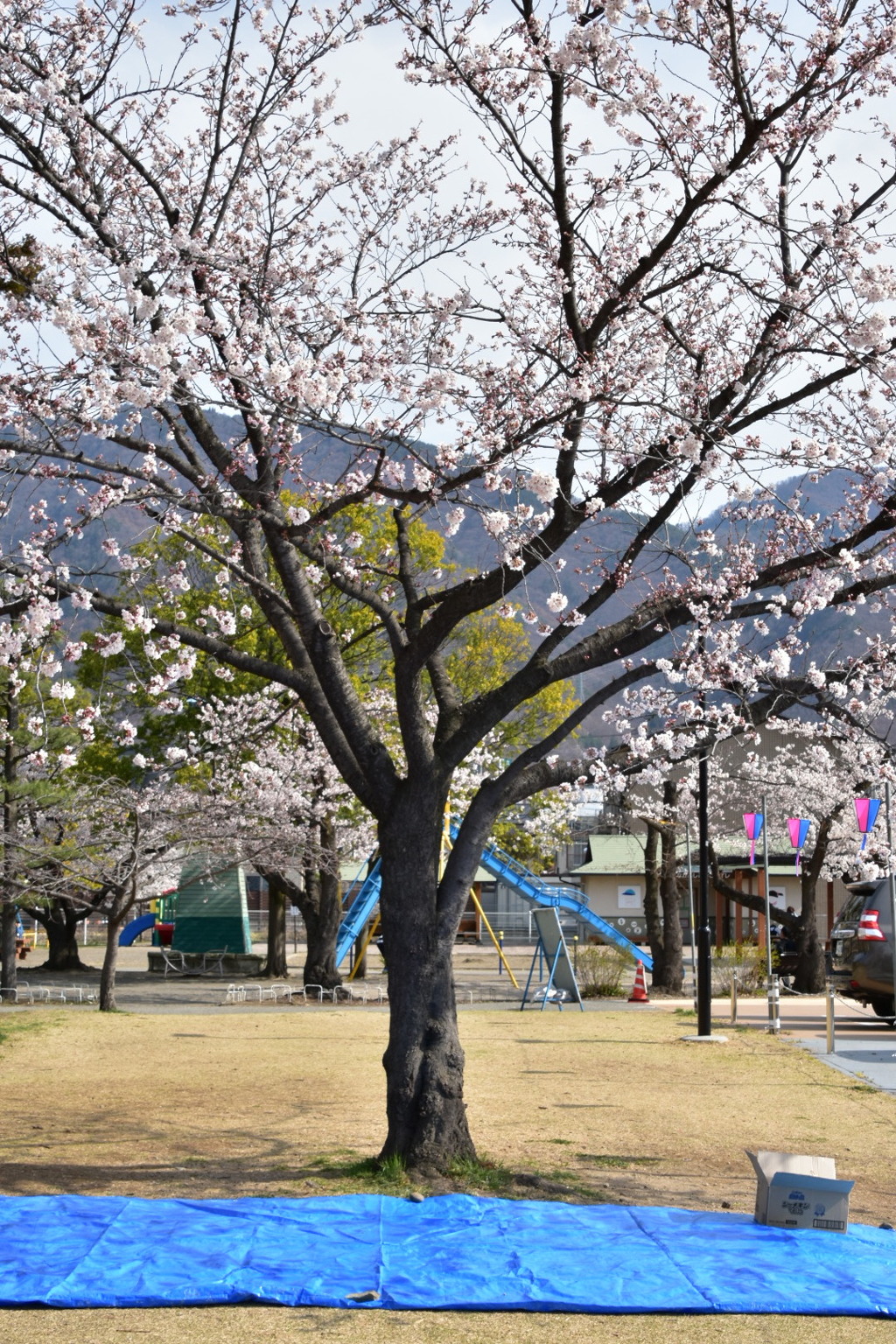 花見の準備