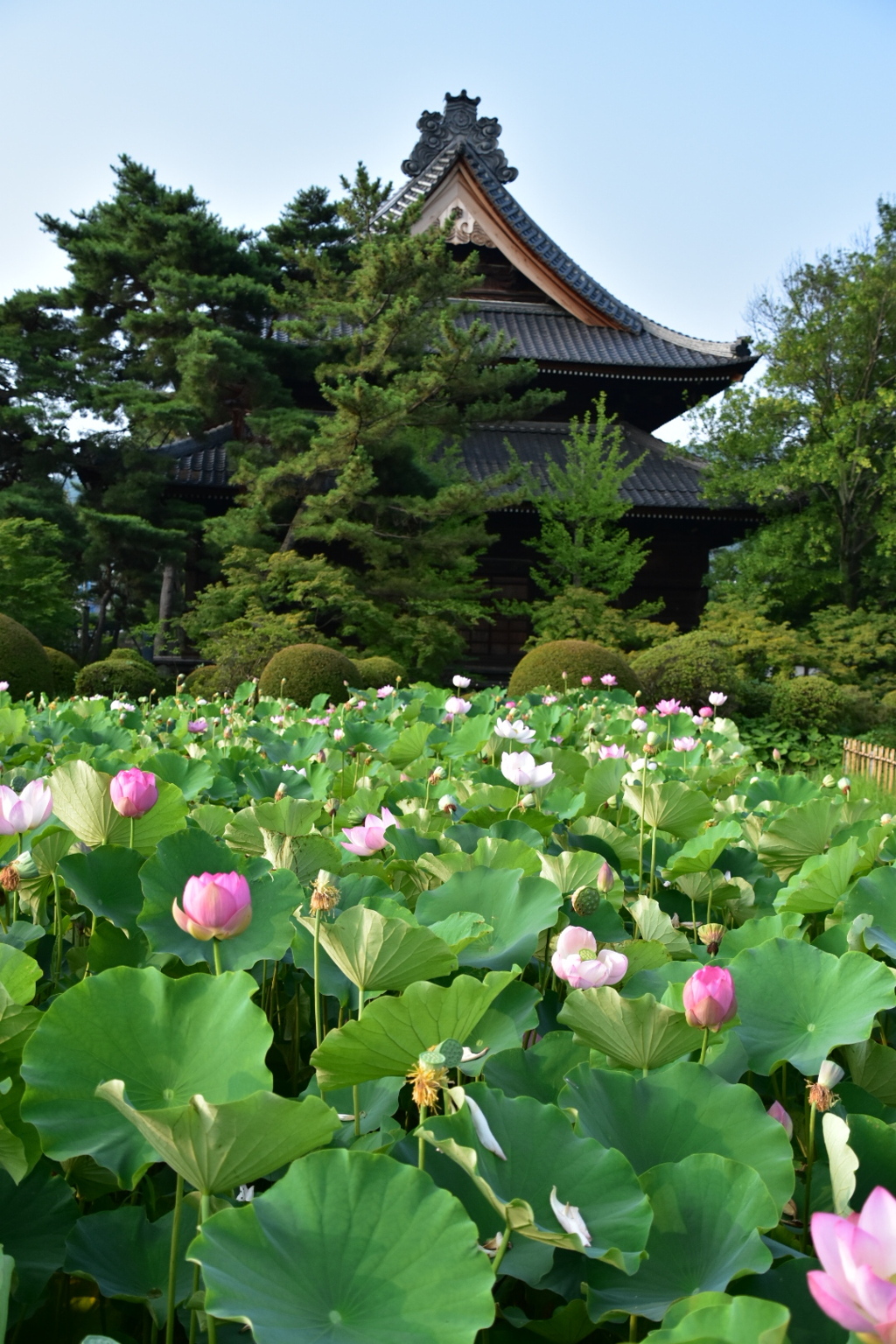 蓮とお寺