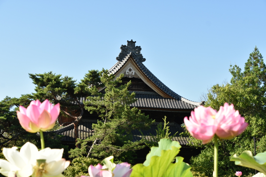 今年も蓮とお寺