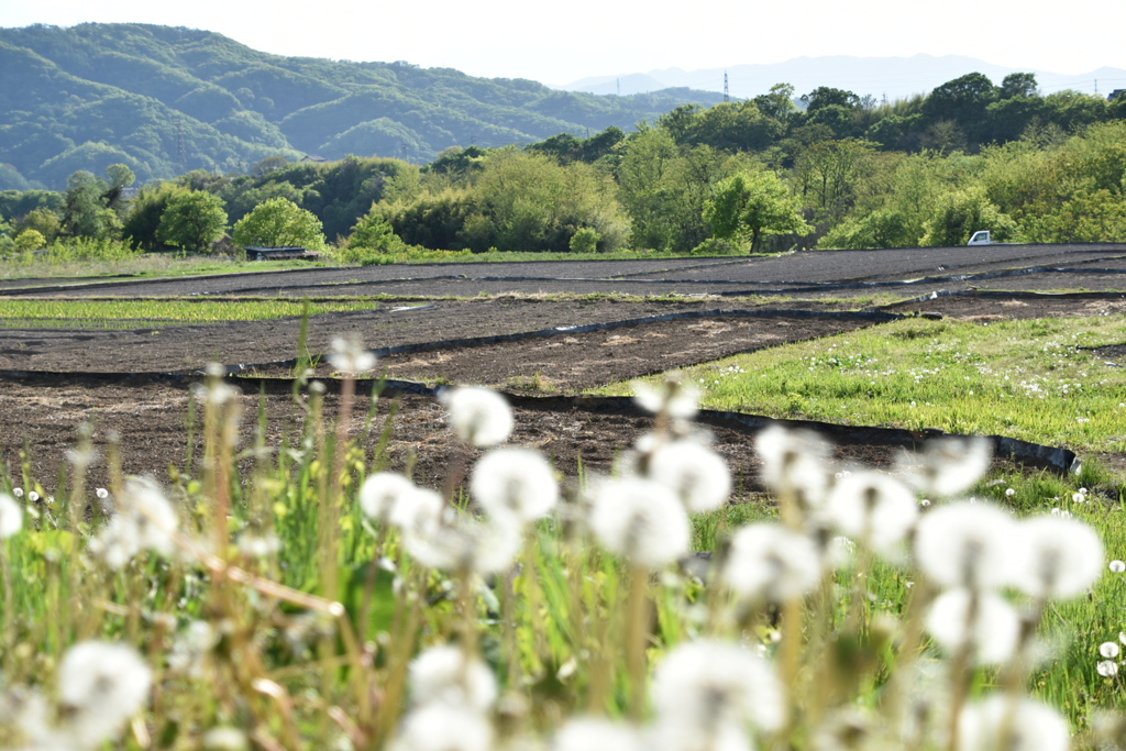 田植え前